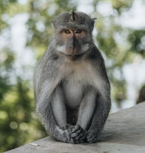 Hairy monky with small ears and nose and long legs and arms. Learn Spanish with a short story for beginners.