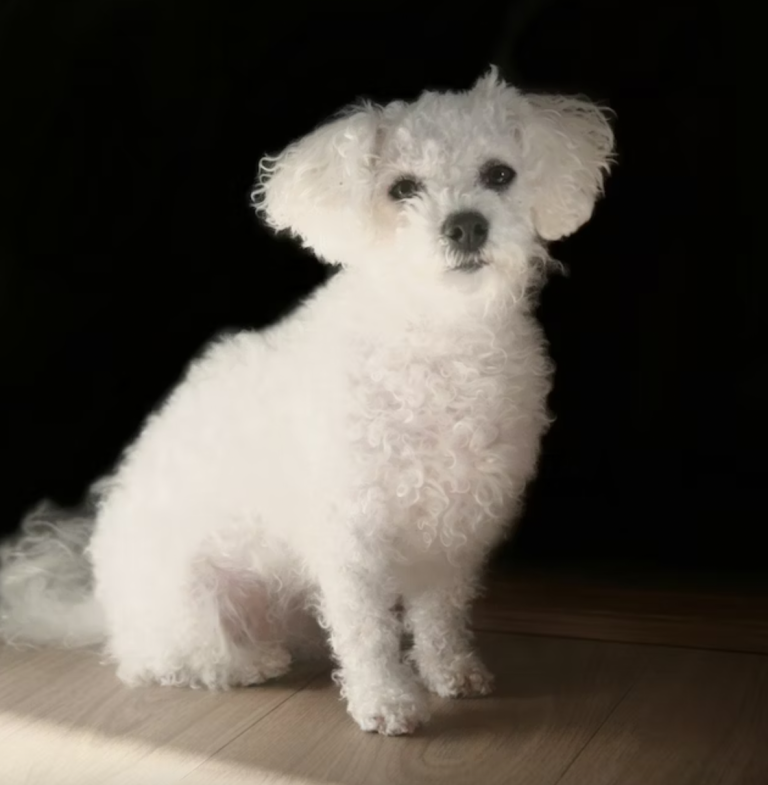 Little white dog with curly hair, small black eyes and tiny mouth. Learn Spanish through short stories.